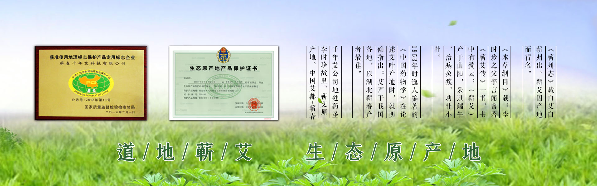 道地蘄艾  生態原產地認證


